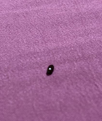 Mariquita de dos puntos - Adalia bipunctata
